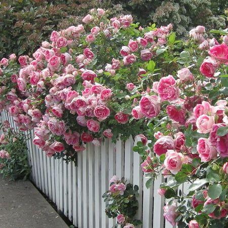Eternal Embrace of Classic Elegance