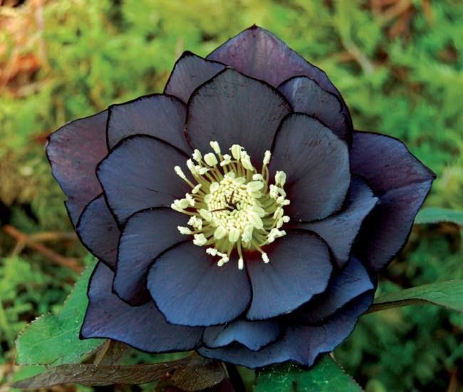 Twilight Dream of Velvet Petals
